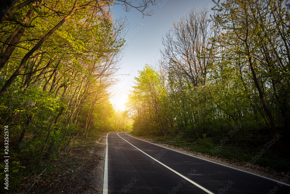 Fototapeta premium Asphalt road in green forest