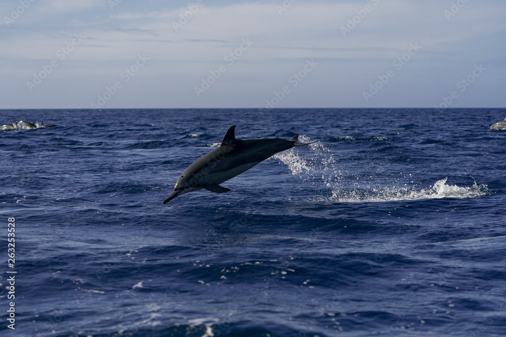 Naklejka premium ジャンプするハシナガイルカ 小笠原