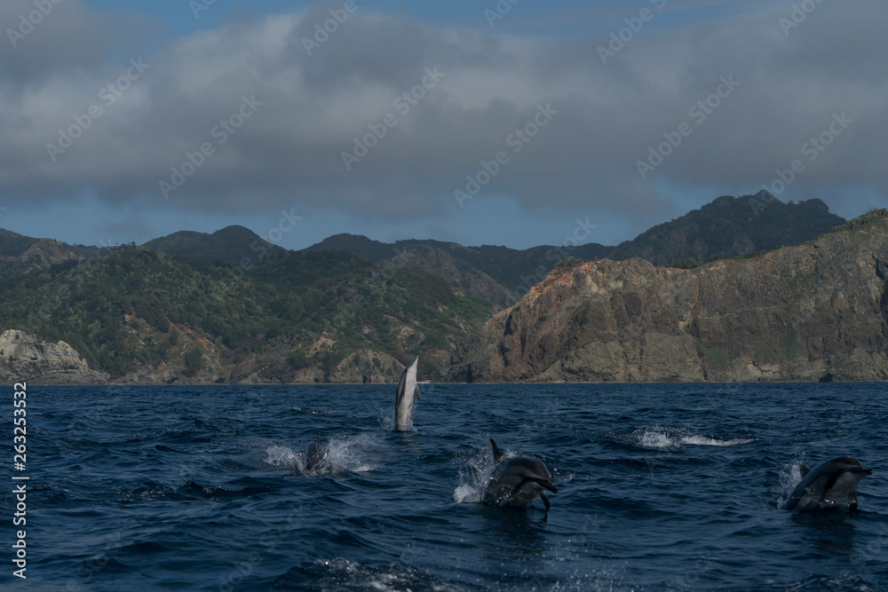 Obraz premium ジャンプするハシナガイルカ 小笠原