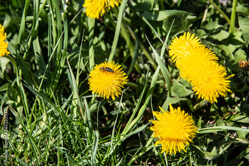 Wiese mir L  wenzahn und Insekten