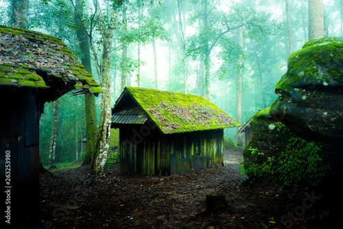 Abandoned military wooden house in the deep jungle, surrounded by morning environment light and freshness. Travel hidden location photo.