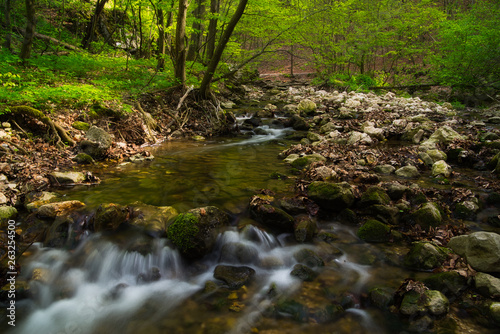 Flowing stream in the beautiful green forest