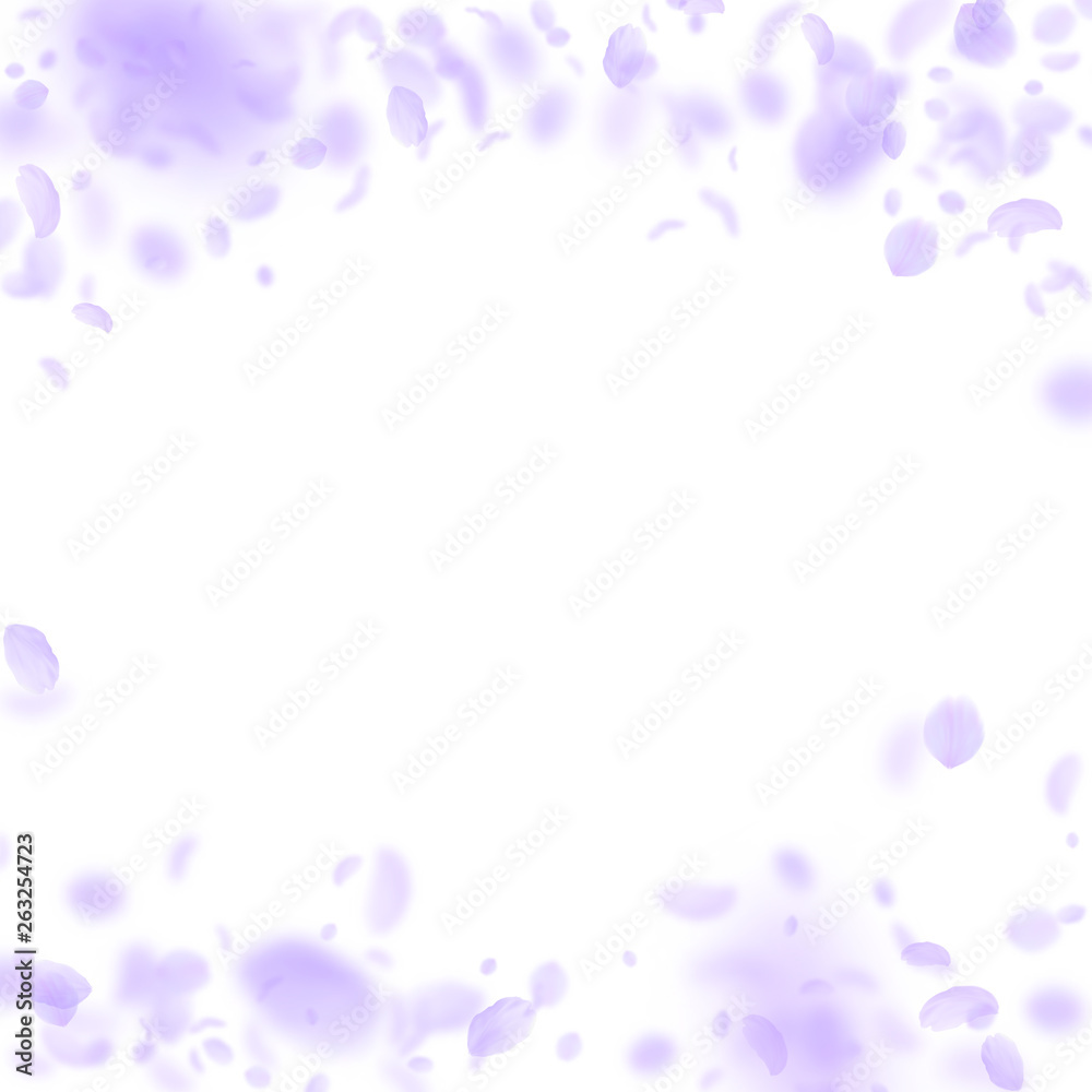 Violet flower petals falling down. Pretty romantic Violet flower petals falling down. Pretty romantic