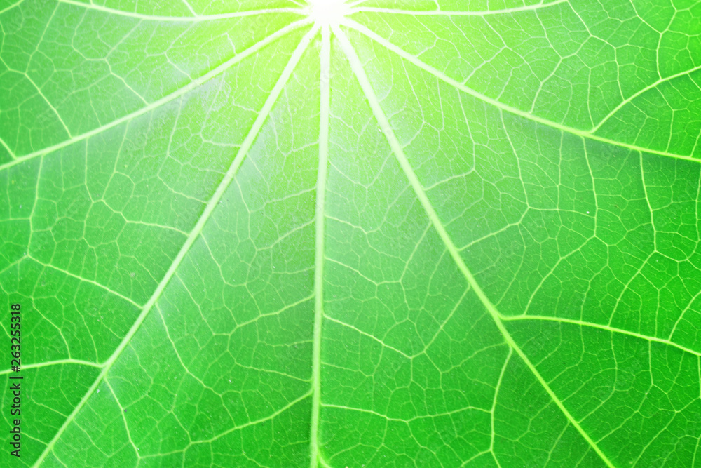 green leaf texture background green leaf texture background