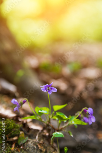 Close up photo of a violet flower in the spring forest