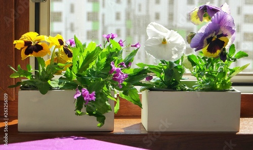 Cuadro en lienzo White boxes with blooming pansies are on the windowsill of the open loggia windo