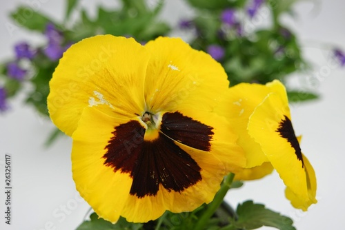 Yellow pansy flower on the white- green background