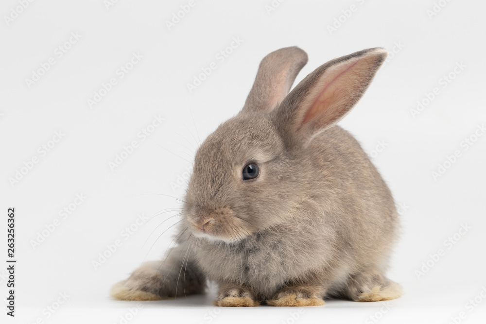 Little grey rabbit sitting on isolated white background at studio. It's small mammals in the family Leporidae of the order Lagomorpha. Animal studio portrait. Little grey rabbit sitting on isolated white background at studio. It's small mammals in the family Leporidae of the order Lagomorpha. Animal studio portrait.