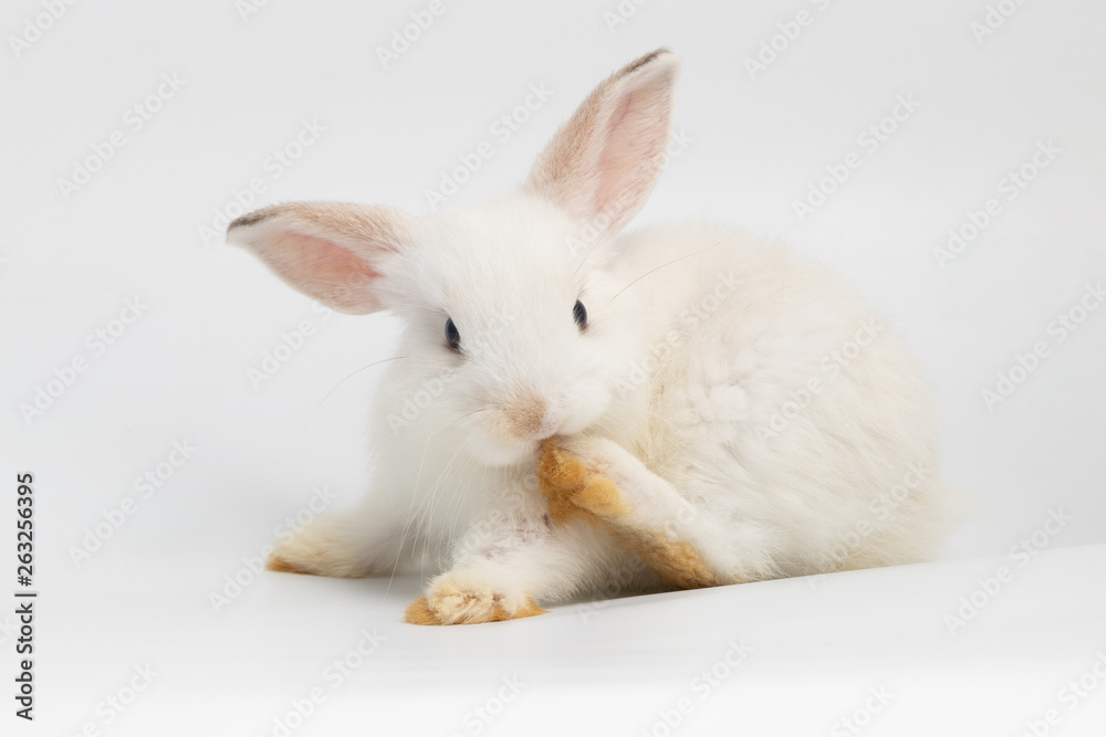 Little shy rabbit sitting on isolated white background at studio. It's small mammals in the family Leporidae of the order Lagomorpha. Animal studio portrait.