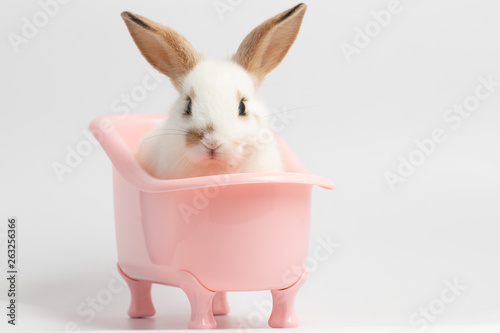 Little white rabbit sitting on pink bathtub with isolated white background at studio. It's small mammals in the family Leporidae of the order Lagomorpha. Animal studio portrait. © krumanop