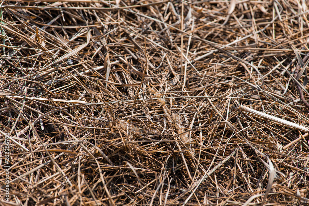 Background and texture of old dry grass hay Background and texture of old dry grass hay