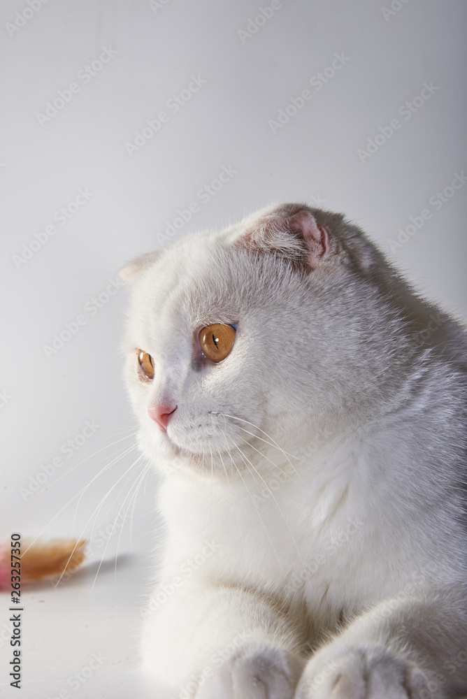 Cute white British short-hair cat, folded ear cat