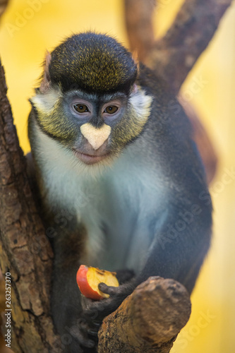Closeup portrait of cute face of monkey looking holding apple in hand. Funny white nose in shape of heart. Vertical color photography. photo