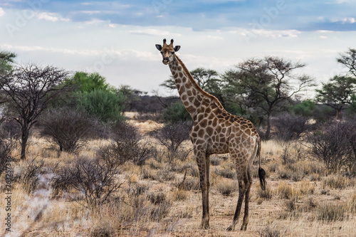 Giraffe im Erindi Private Game Reserve in Namibia