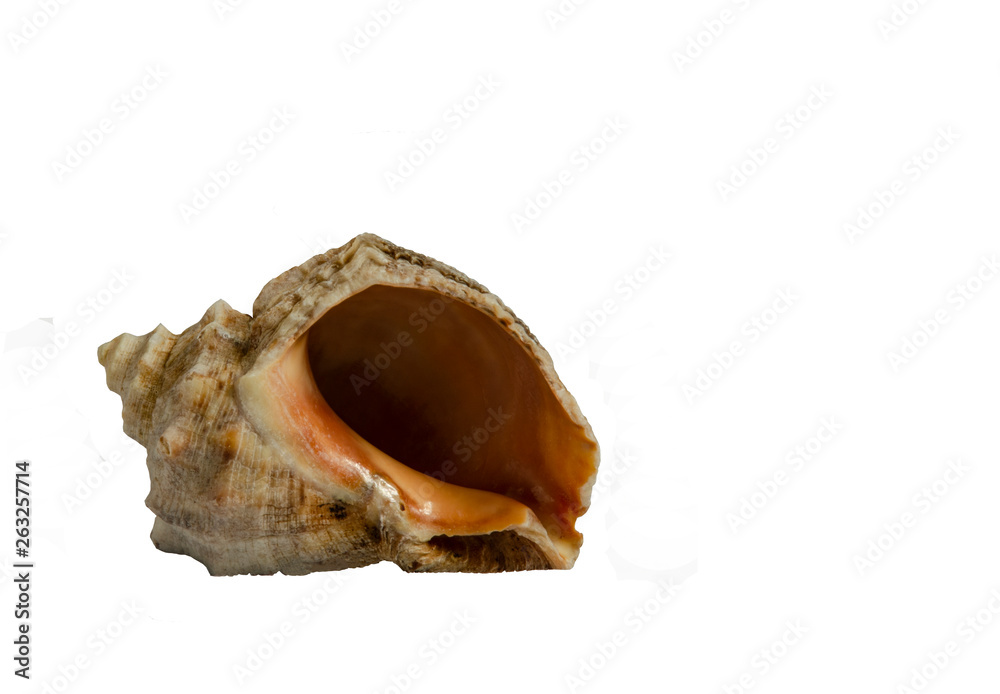 Sea shell close-up. Isolated object on white background. Sea shell close-up. Isolated object on white background.