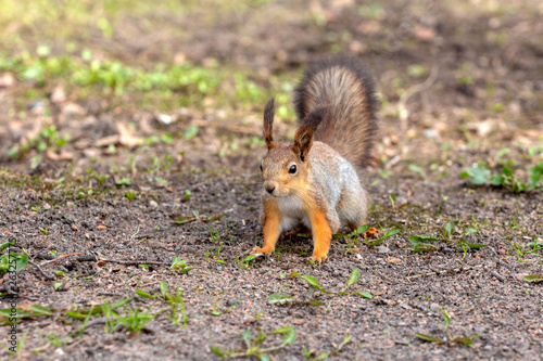 cute squirrel on the ground in a spring city park waiting for food