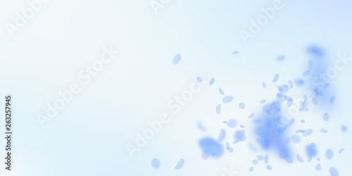 Dark blue flower petals falling down. Powerful rom