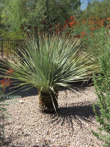 Konstfotografi A small yucca plant in a garden in Scottsdale, Arizona on a sunny day