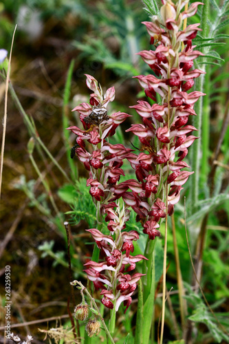 ORCHIS PUNAISE 2