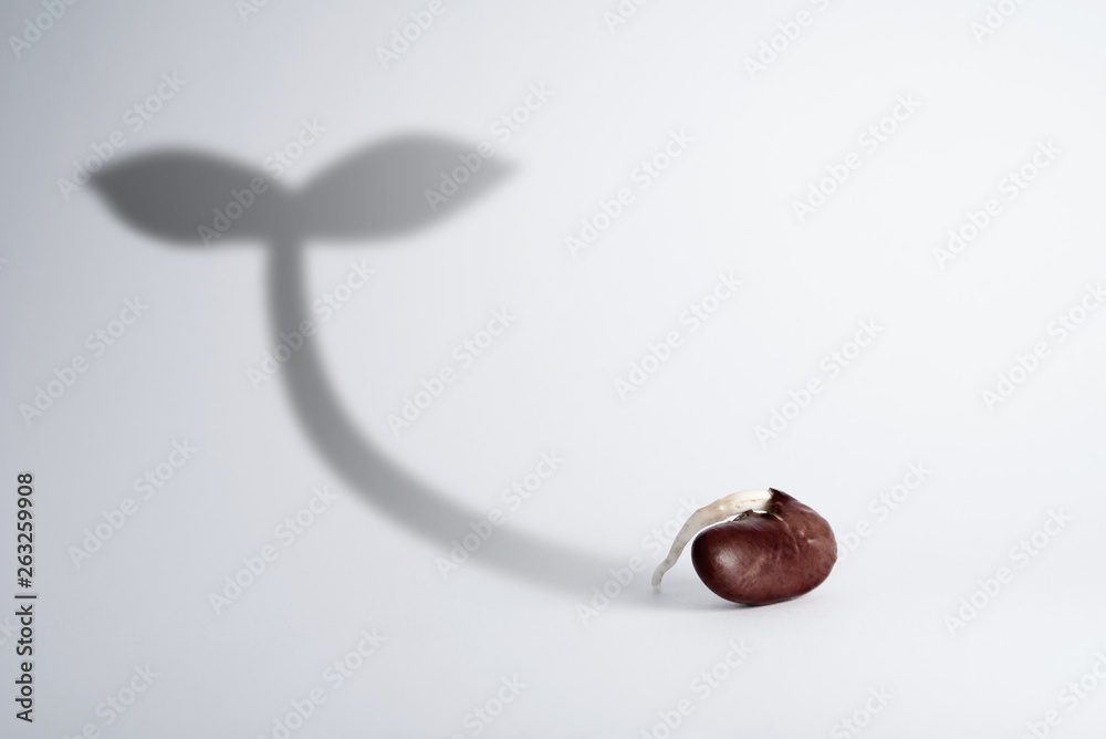 Fototapeta premium Bean growing with leaf shadow growth development ecology business concept