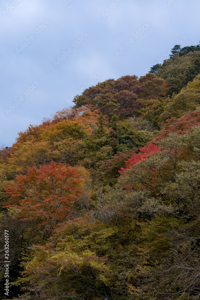 Autumn tree on mountain background.