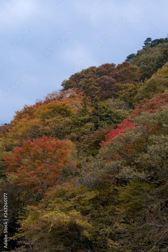 Autumn tree on mountain background. Autumn tree on mountain background.