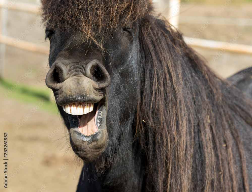 Funny icelandic horse smiling and laughing with large teeth. Selective  focus on the teeth and nose. Stock Photo | Adobe Stock