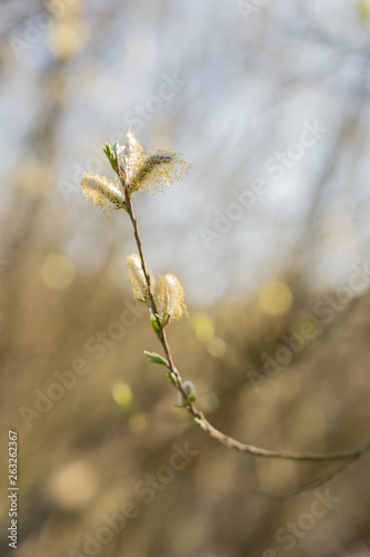 Blossom willow flower on a branch of a small tree. Blurred background  close up.