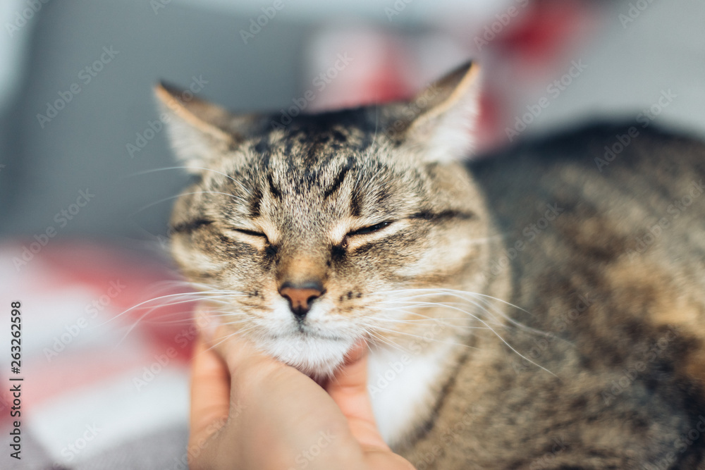Happy cat is pleased with hand stroking Happy cat is pleased with hand stroking
