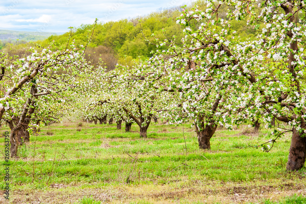 orchard with Apple trees during flowering