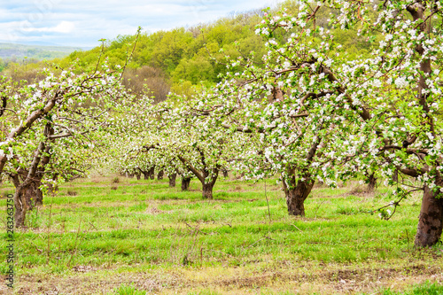 orchard with Apple trees during flowering