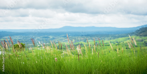 Close up of poaceae wind with landscape and cloudy sky background.,Poaceae grass flower