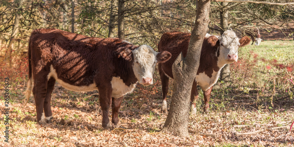 Cows wandering in woodland on a sunny afternoon in autumn Cows wandering in woodland on a sunny afternoon in autumn