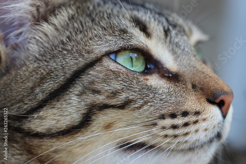 Green eyes cat (gato de olhos verdes) II