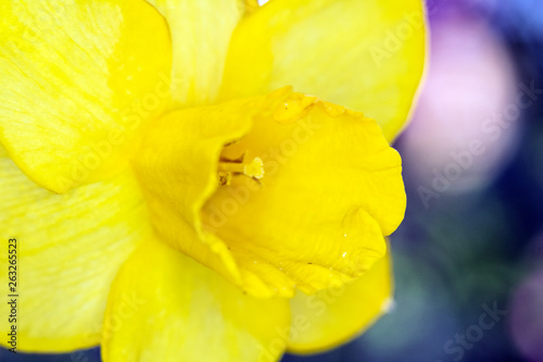 Close Up of a Yellow Flower and Petals 