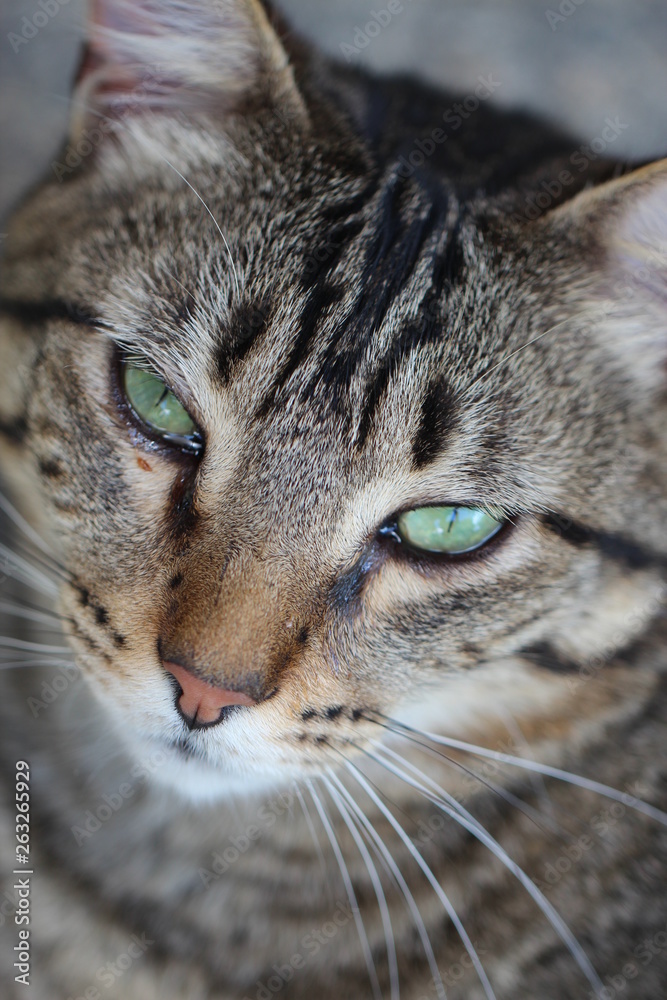 Green eyes cat (gato de olhos verdes) IV