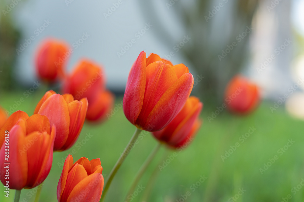 Blumen Tulpen im Frühling