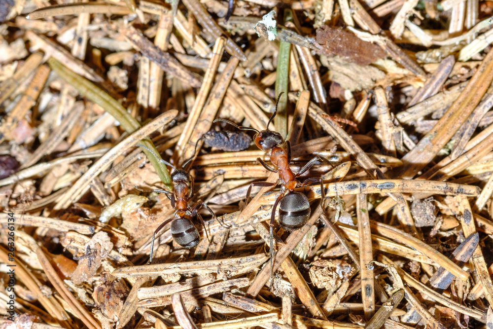 Waldameise (Formica) Waldameise (Formica)