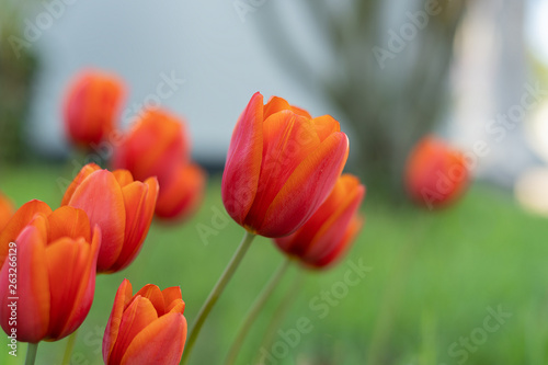 Blumen Tulpen im Fr  hling