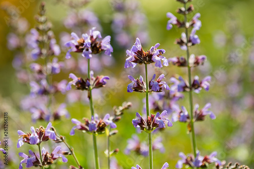 Detail of lavender flowers. © alessandrozocc