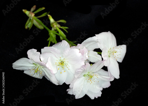 Close Up Macro Of White Tree Blossom Flowers