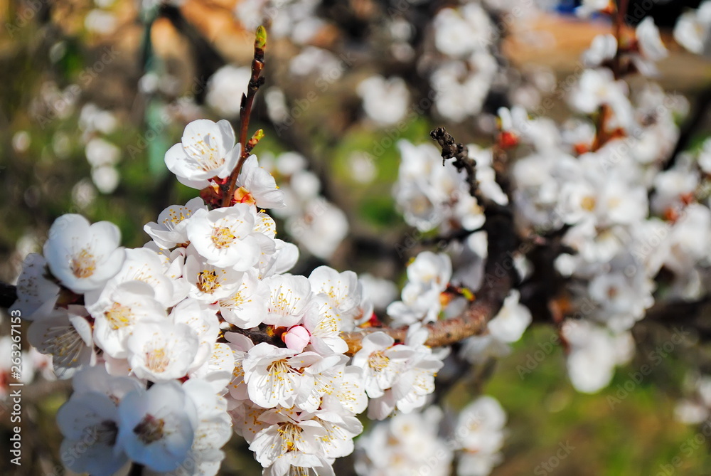 Fototapeta premium Flowering apricot. Apricot flowering. Spring flowering trees.