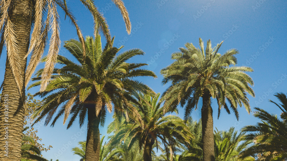 Obraz premium Sunny Barcelona. Palm trees against blue sky