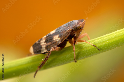 A very small leaf-hopper at very high magnification.