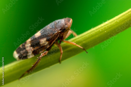 A very small leaf-hopper at very high magnification.