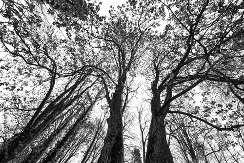 big old trees black and white