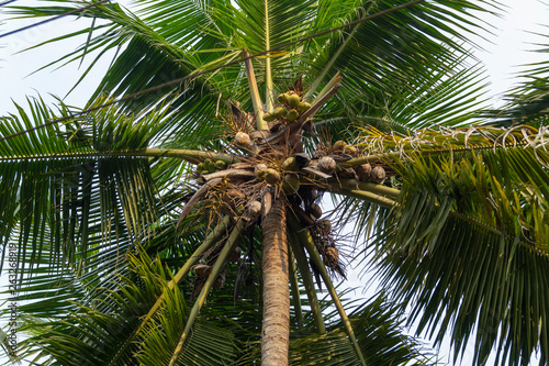 Bunches of coconuts on a palm tree in a rainforest