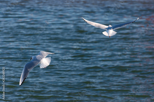 Two seagulls flying over the Tagus River in tje city of Lisbon, Portugal