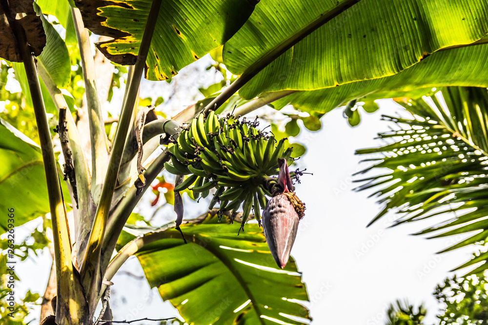 Obraz premium Bunch of bananas on a banana tree in a tropical forest