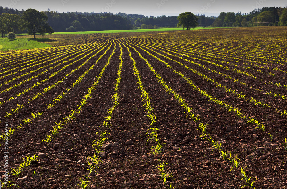 Lovely soil, young mealies, stunning landscape Lovely soil, young mealies, stunning landscape